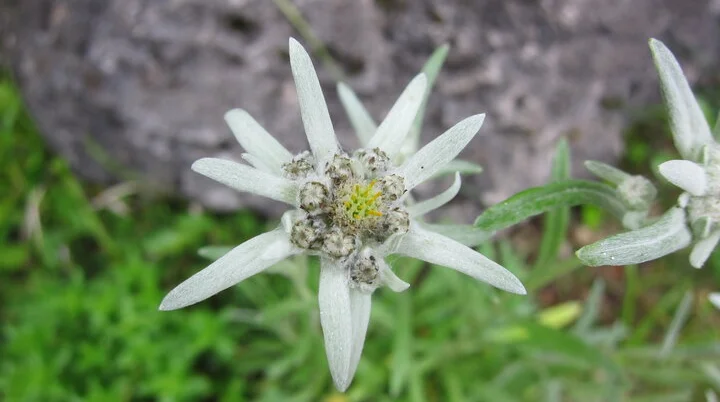Edelweiß  | © DAV Archiv Nahaufnahme: ein Edelweiß in den Bergen | © DAV Archiv